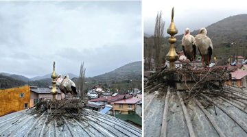 Başçiftlik’te leylekler 25 yıl sonra geri döndü