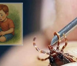 Tokat’ta 3 yaşındaki çocuğa kene tutundu, tedavi altına alındı