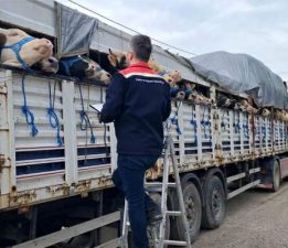 “Kurban Bayramı” öncesi Tokat’ta hayvan sevkiyatına sıkı denetim