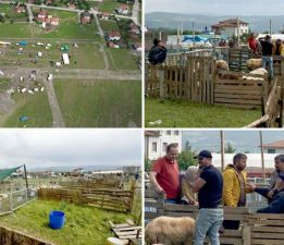 Turhal’da taşkın riskine karşı hayvan pazarı yüksek bölgeye taşındı