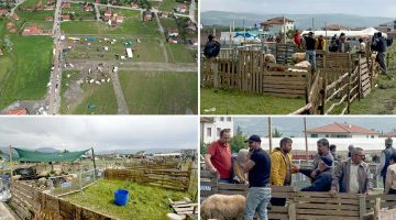 Turhal’da taşkın riskine karşı hayvan pazarı yüksek bölgeye taşındı