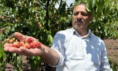 Tokat’ta geçtiğimiz yıl donun vurduğu erkenci kiraza bu yıl da yağmur zarar verdi