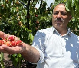 Tokat’ta geçtiğimiz yıl donun vurduğu erkenci kiraza bu yıl da yağmur zarar verdi
