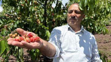 Tokat’ta geçtiğimiz yıl donun vurduğu erkenci kiraza bu yıl da yağmur zarar verdi