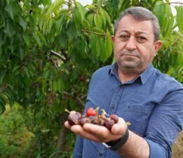 Başkan Emin Yılar, “Tokat’ın bazı bölgelerde kiraz hasarı yüzde 100”