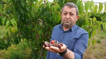 Başkan Emin Yılar, “Tokat’ın bazı bölgelerde kiraz hasarı yüzde 100”