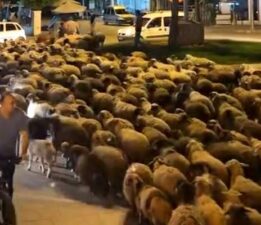 Tokat’ta yayla göçünde yüzlerce koyun şehir merkezinden geçti