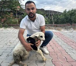 Tokat’ta sağlık personelinden yaralı kuzuya tam teşekküllü müdahale