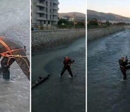 Çaya düşen yavru kediyi Turhal itfaiye ekipleri kurtardı