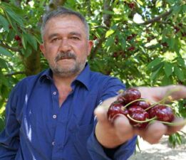 Tescilli Tokat kirazında hasat mesaisi başladı
