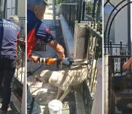 Demir kapıya sıkışan köpeği itfaiye kurtardı