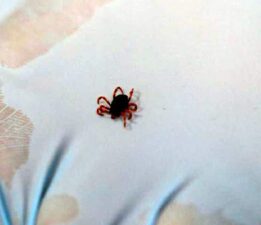 Tokat’ta 10 kişi KKKA şüphesiyle tedavi altında