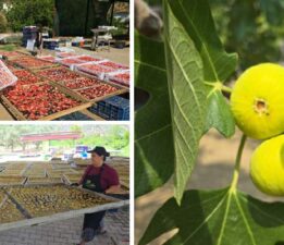 Dünyaya yayılan lezzet, “İncir Cipsi”