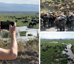 Tokat’ta mandaların serinleme keyfi belgesel görüntülerini aratmadı