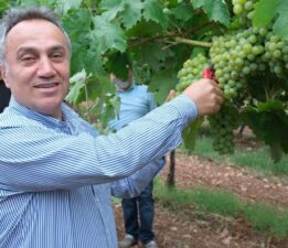 TOGÜ bağlarında sezonun ilk üzüm hasadı yapıldı