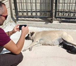 Köpeği annesi sanan kedi