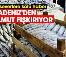 Karadeniz’den palamut fışkırıyor
