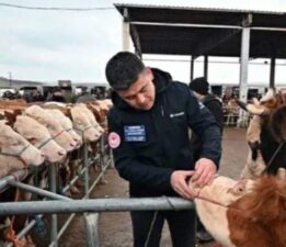 Tokat’ta “Şap” alarmı