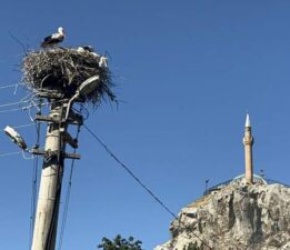 Her sene gelen kanatlı misafirler, mahallenin sakinleri arasında yerlerini aldı