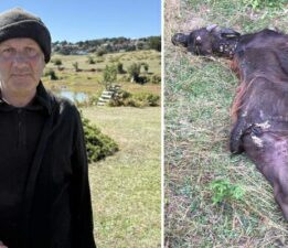 Sürünün tamamı ahıra dönmedi, karşılaştığı manzara şoke etti