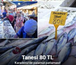 Karadeniz’de palamut patlaması: Tanesi 80 TL