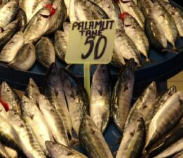 Son yılların en bereketli palamut sezonu “50 lira”