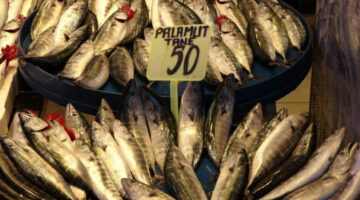 Son yılların en bereketli palamut sezonu “50 lira”