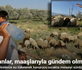 Maaşlarıyla gündem olan çobanlar, günde litrelerce su tüketerek kavurucu sıcakta mesaiyi sürdürüyor