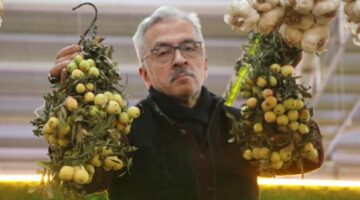 İki yılda bir yetişiyor, bu meyve sipariş üzerine satılıyor