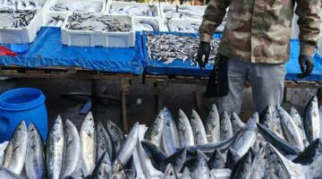 Balık tezgahları şenlendi: Palamut 150, Hamsi 200 Tl
