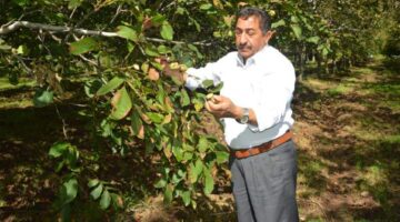 Tokat’ın ‘beyaz altını’nda hasat başladı