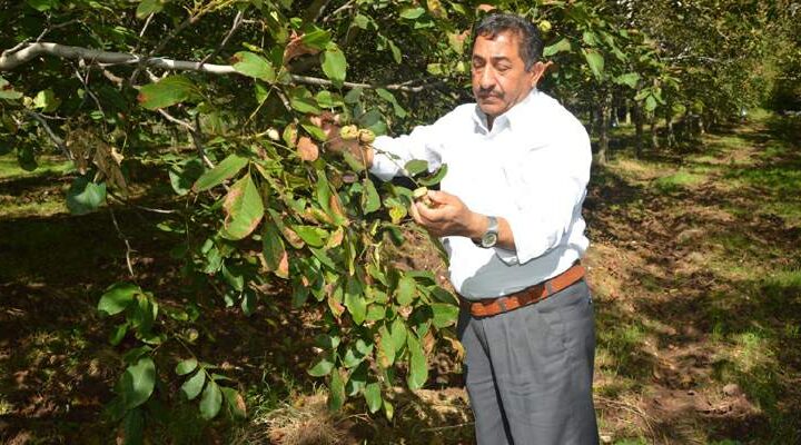 Tokat’ın ‘beyaz altını’nda hasat başladı