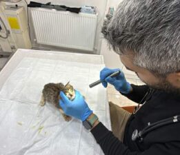 Tokat’ta binlerce kişiyi hastanelik eden şikayetler kedi ve köpeklerde de görüldü